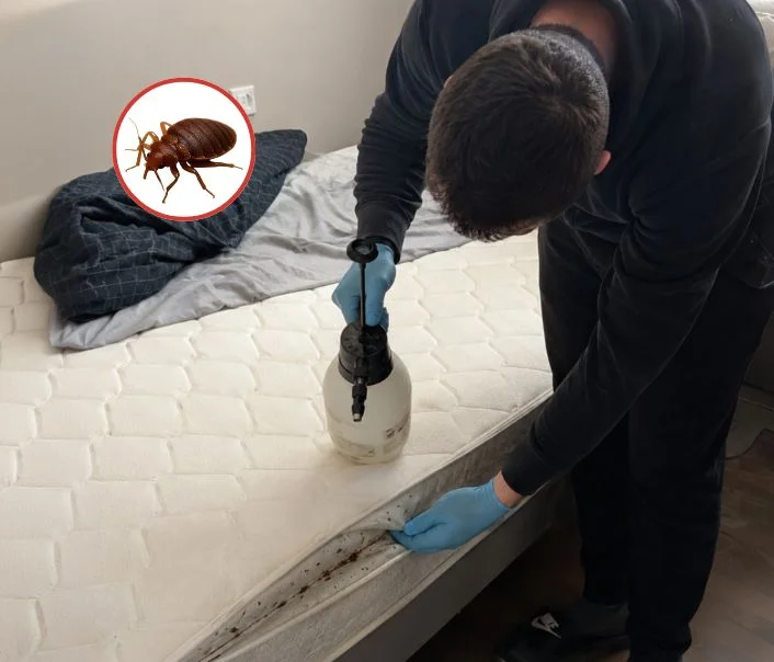 Technicien traitant un matelas contre les punaises de lit à Le Coudray-Montceaux
